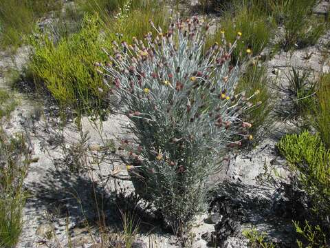 Image of Syncarpha gnaphaloides (L.) DC.