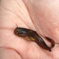 Image of Tadpole Madtom