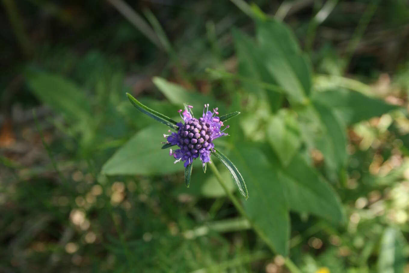 Image of Devil’s Bit Scabious