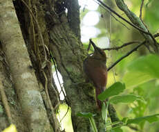 Image of Northern Barred Woodcreeper