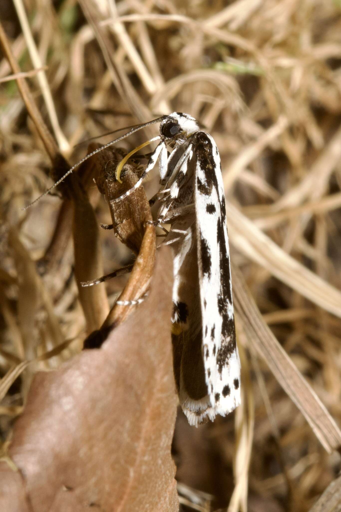 Imagem de Ethmia pusiella Roemer 1789