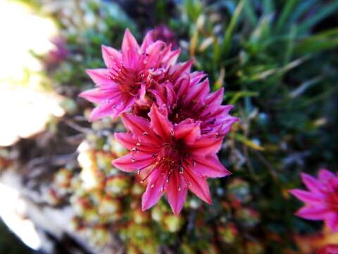 Image of Cobweb Houseleek