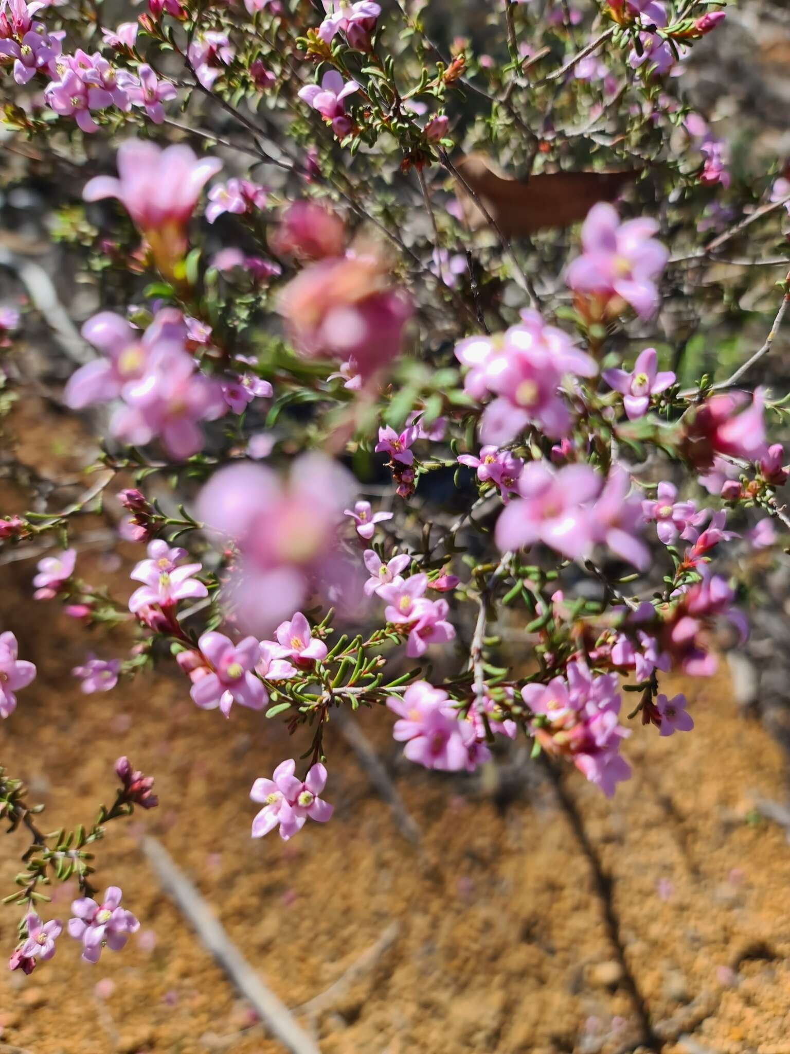 Image of Boronia capitata Benth.