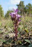 Image of chiltern gentian