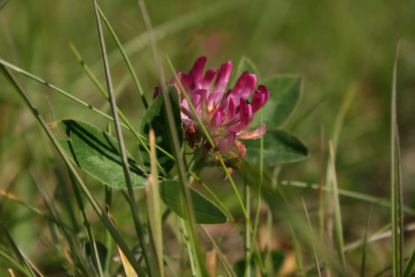 Imagem de Trifolium medium L.