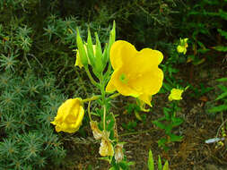 Imagem de Oenothera glazioviana M. Micheli