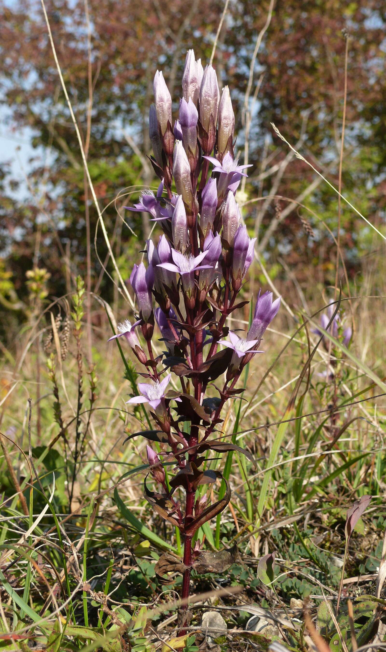 Image of chiltern gentian