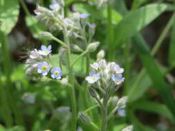 Image of field forget-me-not