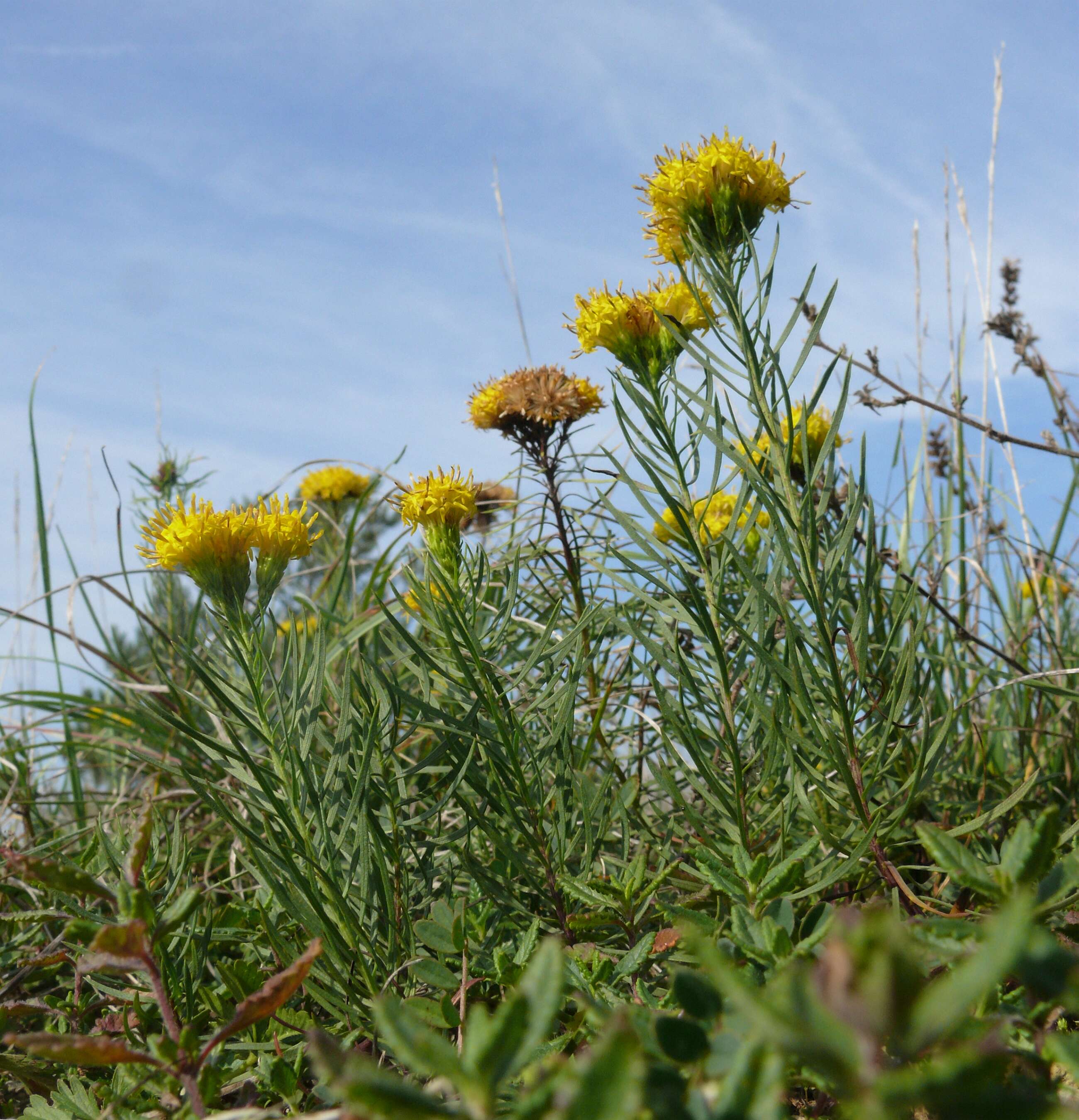 صورة Galatella linosyris (L.) Rchb. fil.