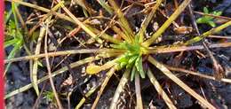 صورة <i>Stylidium subulatum</i>