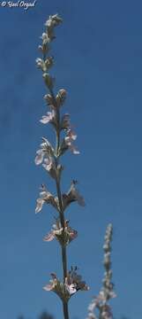 Image of Teucrium creticum L.