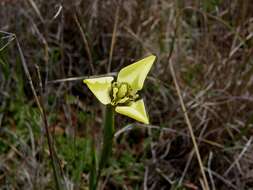 Image of Moraea bellendenii (Sweet) N. E. Br.