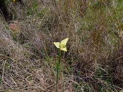 Image of Moraea bellendenii (Sweet) N. E. Br.