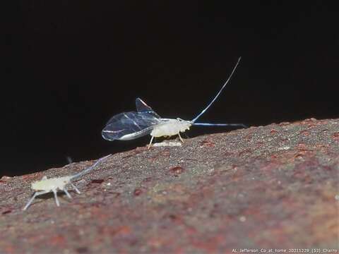 Takecallis arundinariae (Essig 1917) resmi