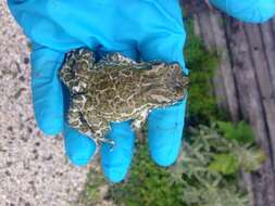 Image of European green toad