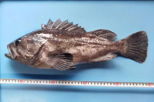 Image of Korean rockfish