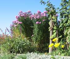 Image of Michaelmas daisy