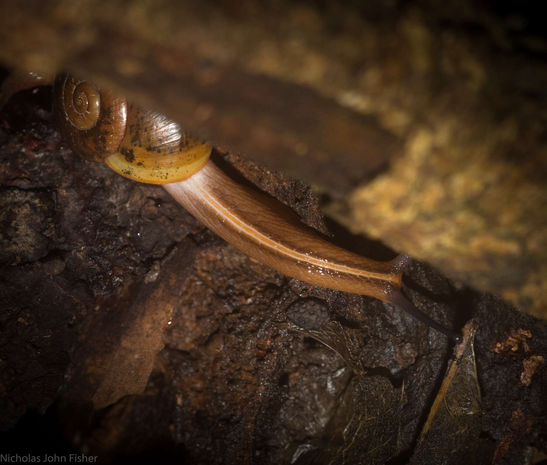 صورة Terrycarlessia bullacea (Reeve 1854)