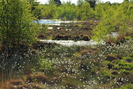 Image de Linaigrette dense