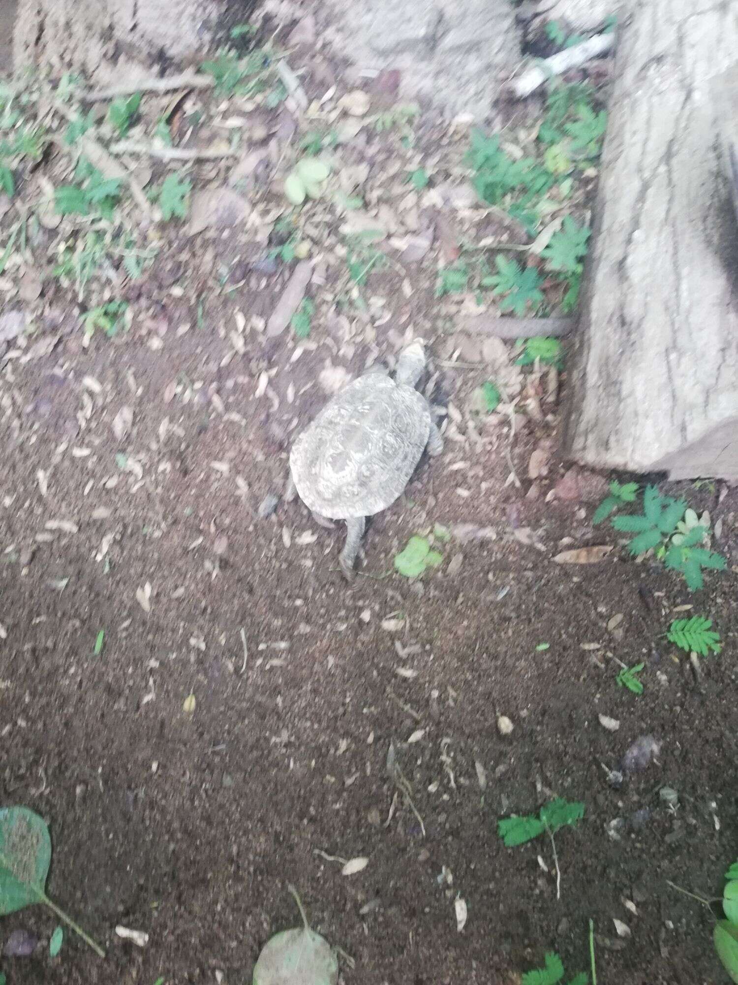 Image of Mexican Spotted Terrapin