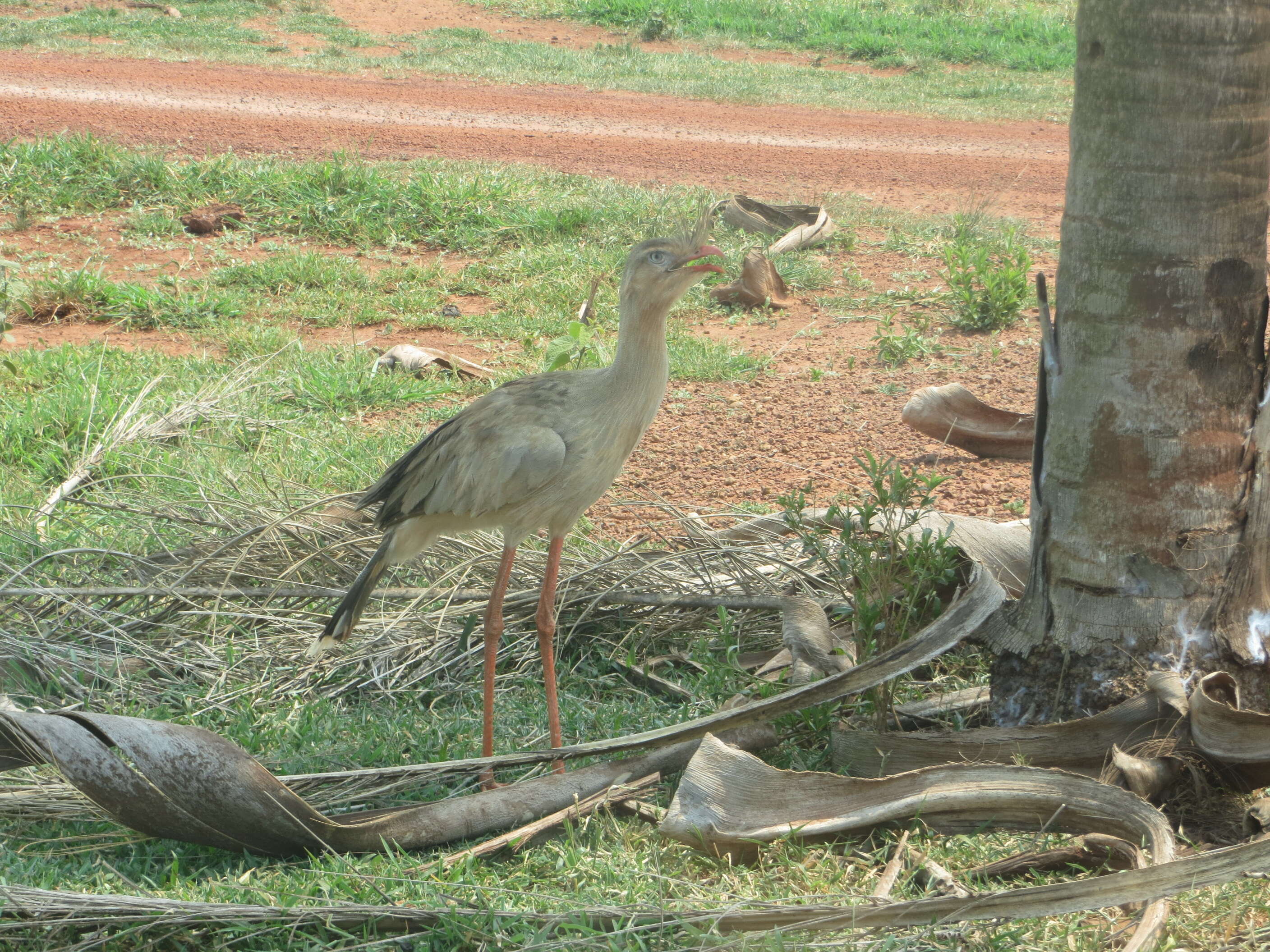 Image of Cariama Brisson 1760