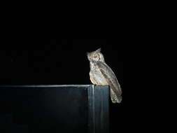 Image of South American Great Horned Owl