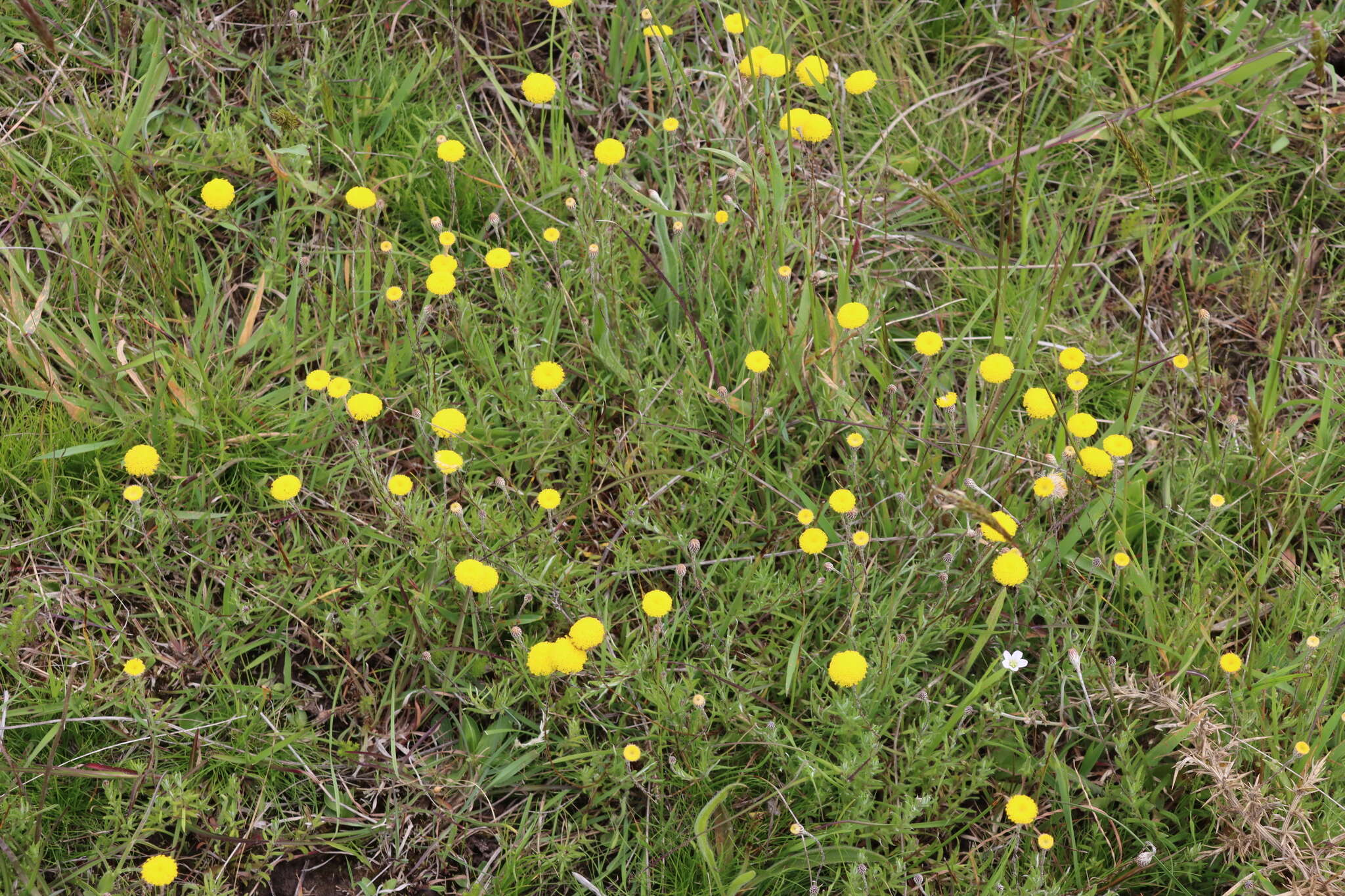 Слика од Leptorhynchos squamatus (Labill.) Less.