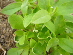 Image of Myosotis sparsiflora Pohl