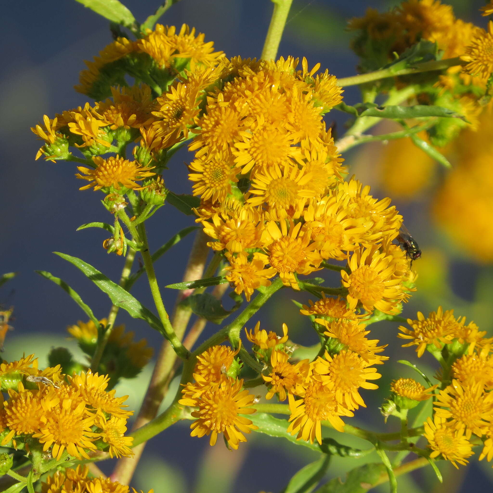 Image of San Pedro Matchweed