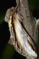 Image of Greater Swallow Prominent