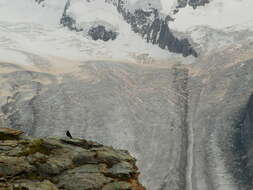 Image of Alpine Chough