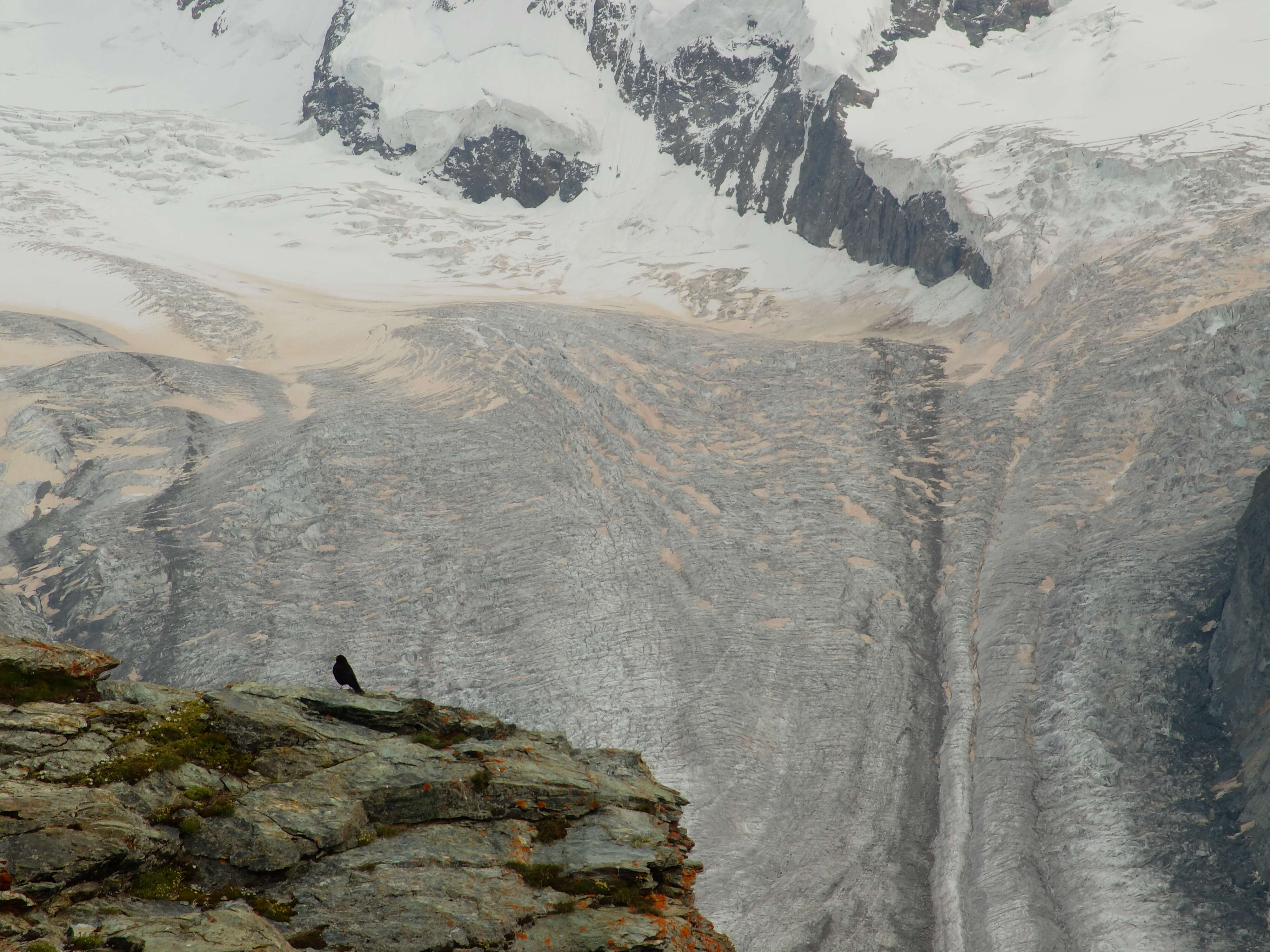 Image of Alpine Chough