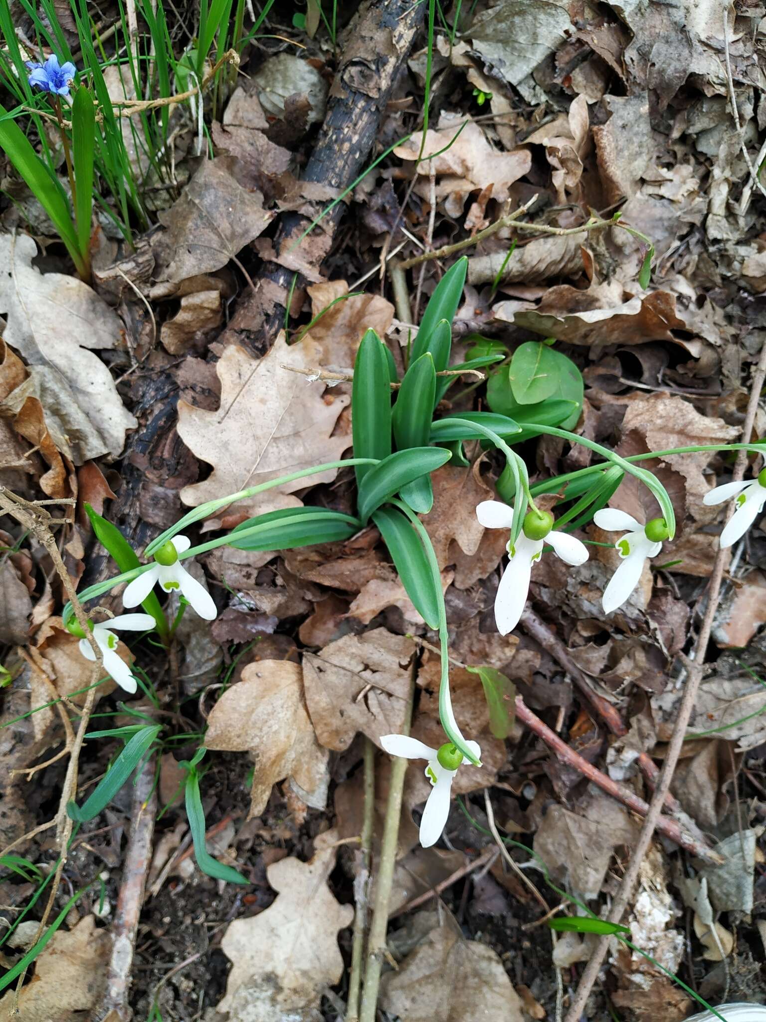 Image of Galanthus plicatus M. Bieb.