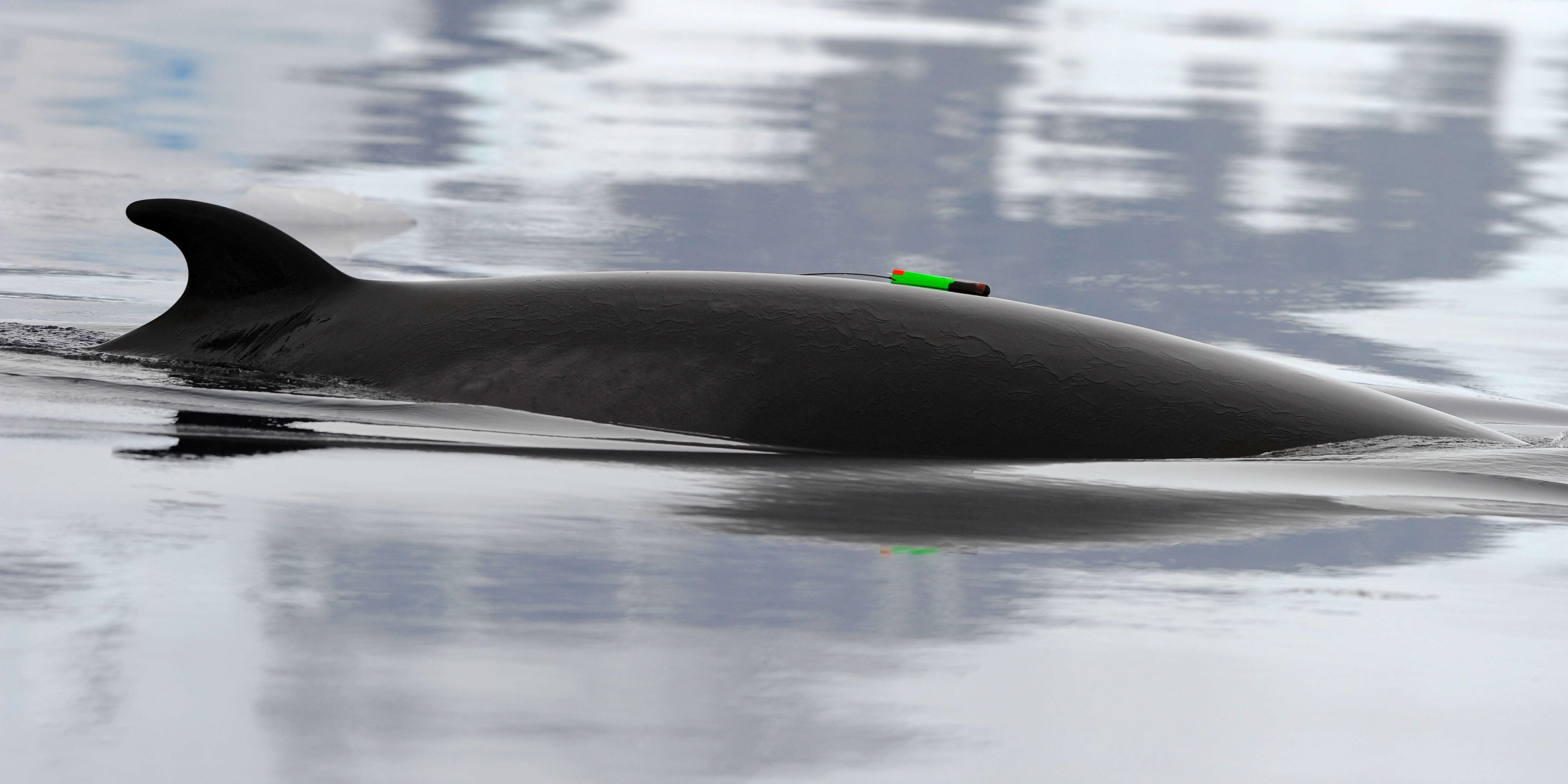 Image of Antarctic Minke Whale