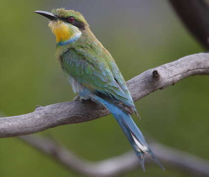 Image of bee-eaters