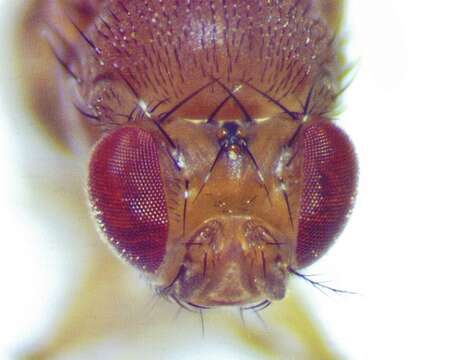 Imagem de Drosophila immigrans Sturtevant 1921