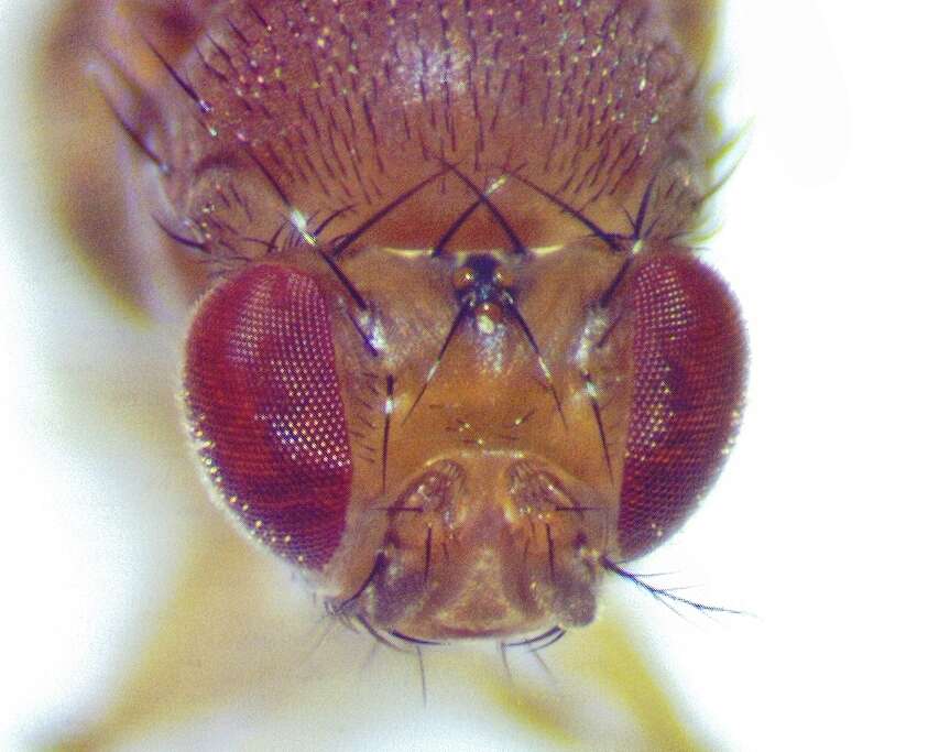 Imagem de Drosophila immigrans Sturtevant 1921