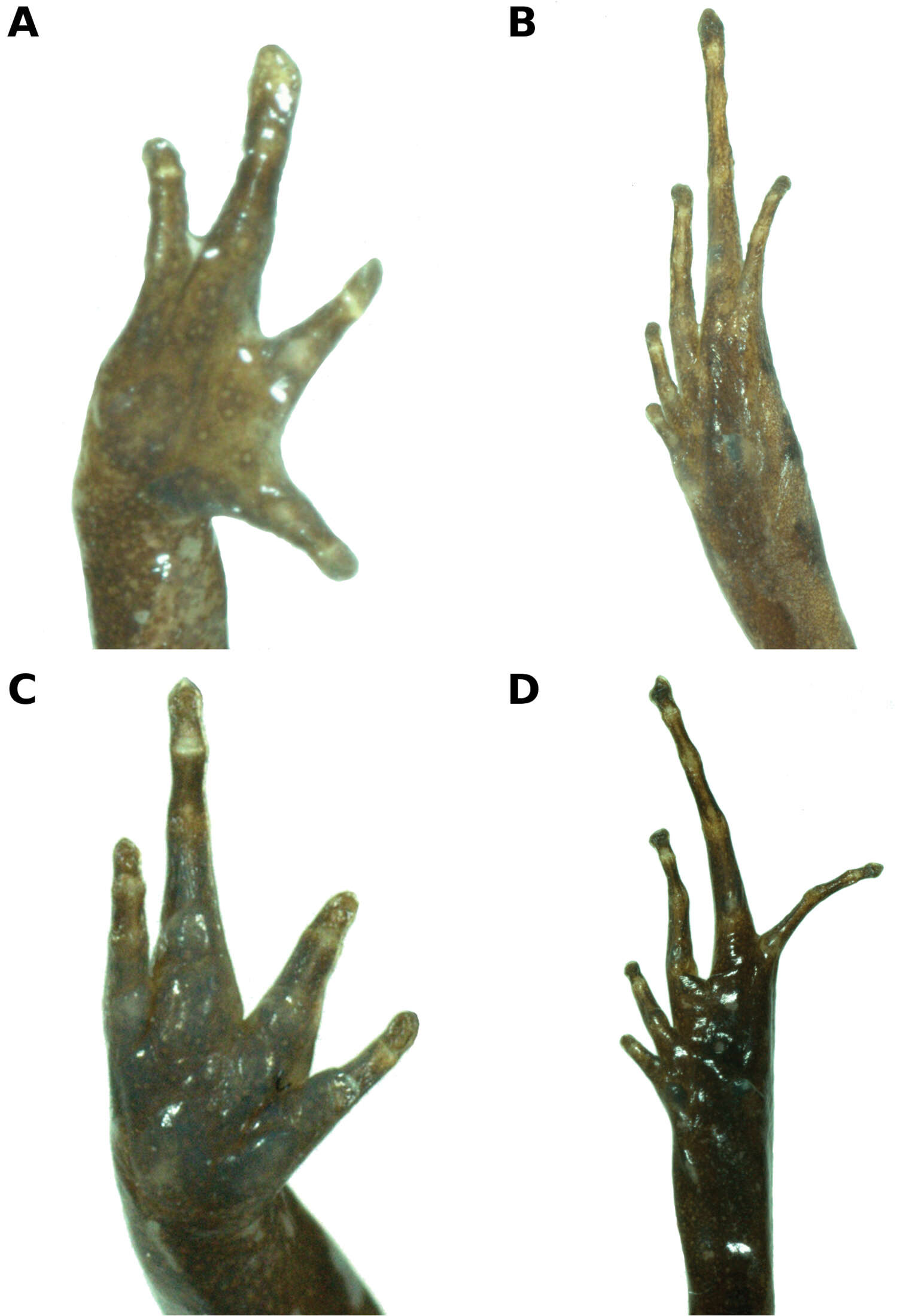 Image de Noblella madreselva Catenazzi, Uscapi & von May 2015