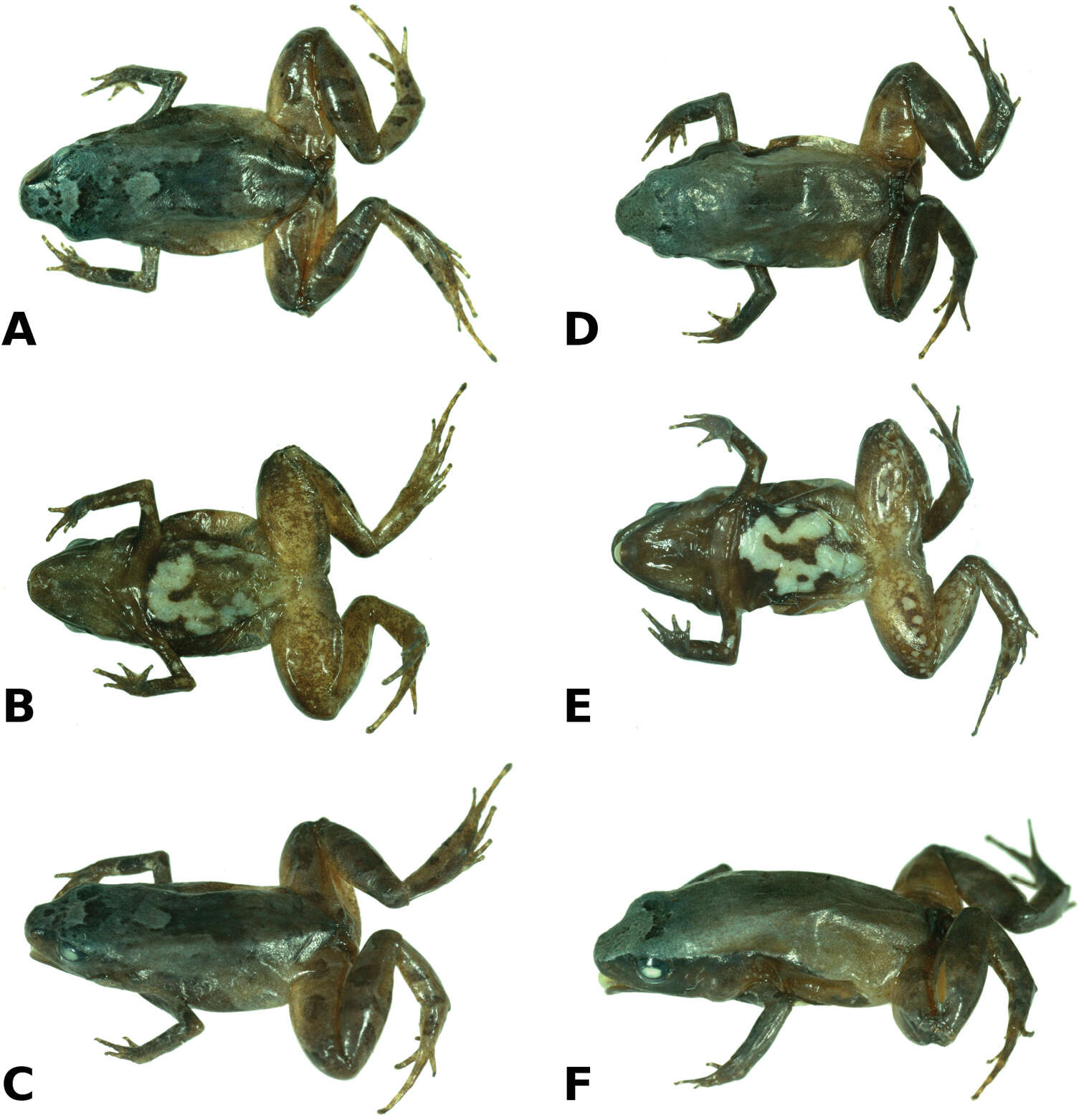 Image de Noblella madreselva Catenazzi, Uscapi & von May 2015