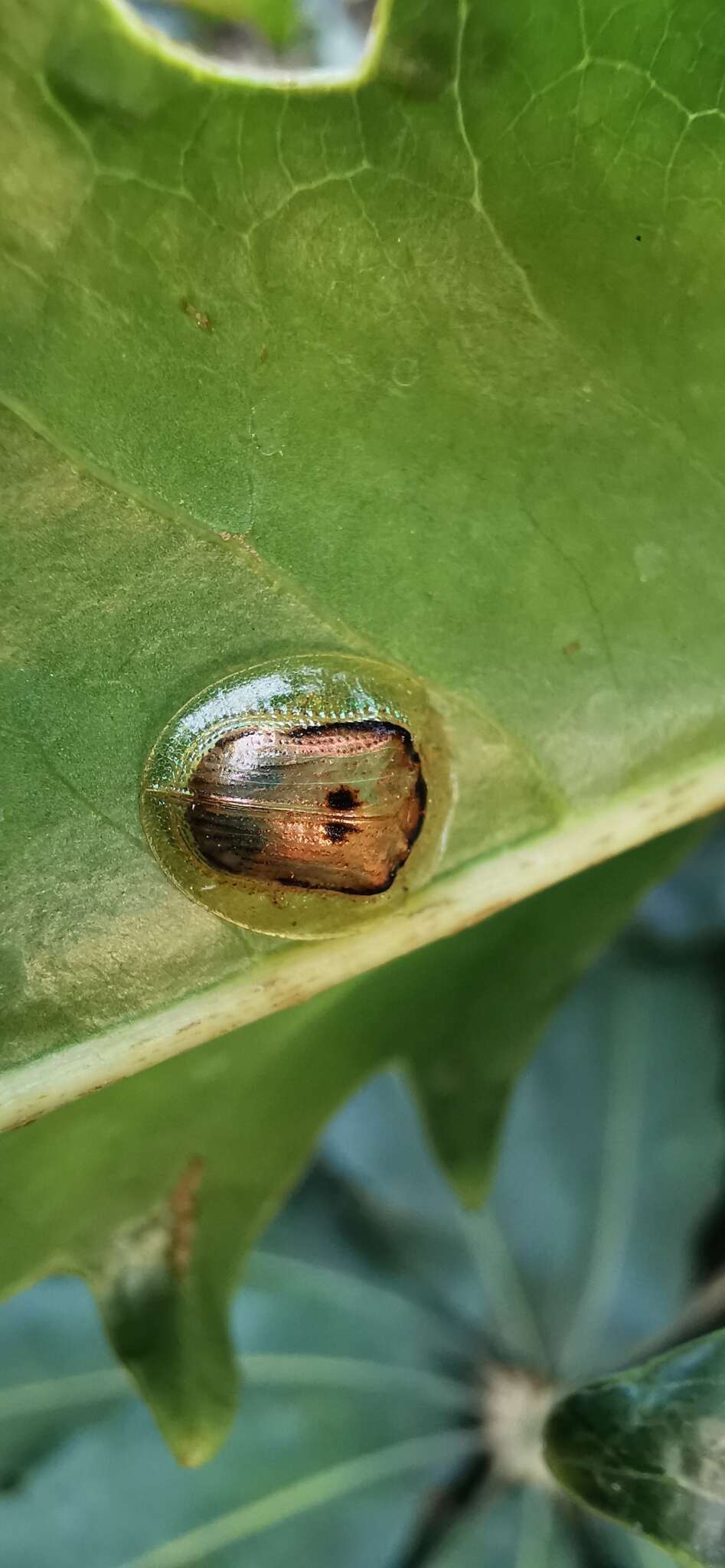 Tapinaspis wesmaeli (Boheman 1855) resmi