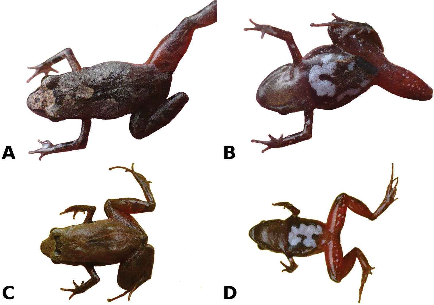 Image de Noblella madreselva Catenazzi, Uscapi & von May 2015