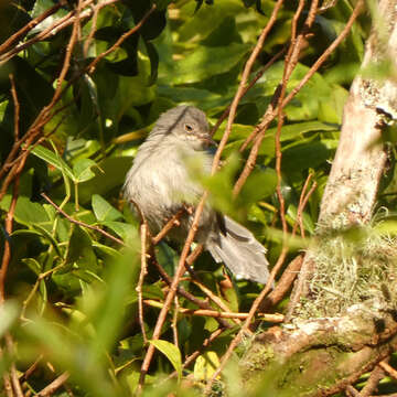 Image de Apalis de Chirinda