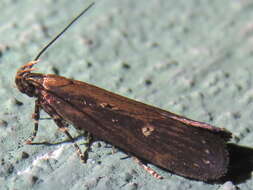 Image of Eyeringed Chionodes Moth