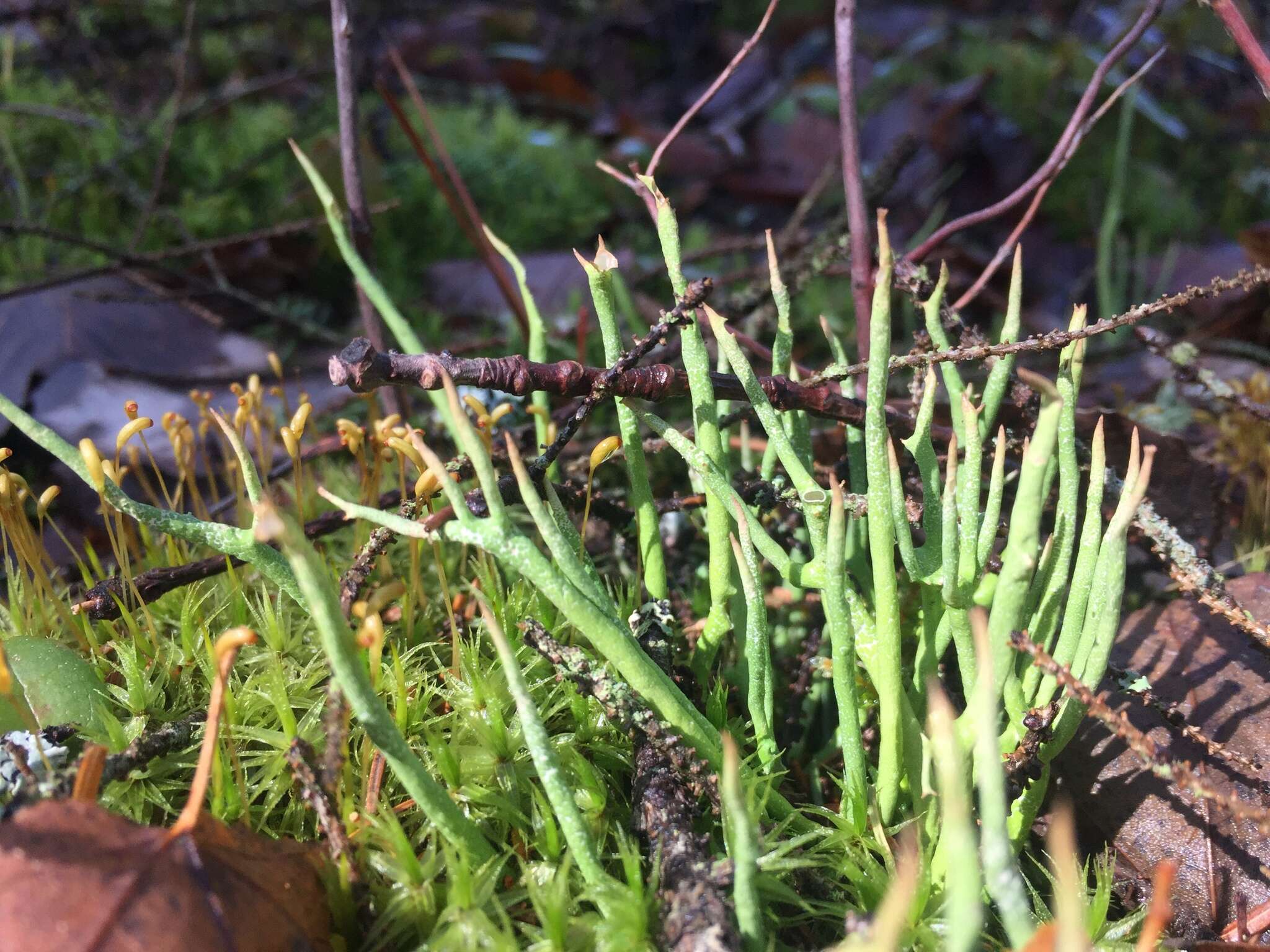 Image of cup lichen