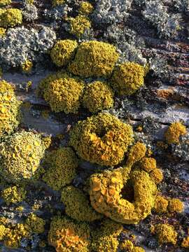 Image of orange wall lichen