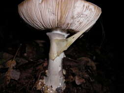 Image of False deathcap