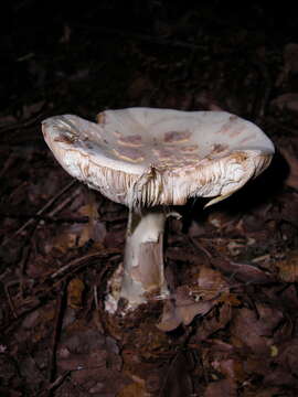 Image of Amanita citrina Pers. 1797