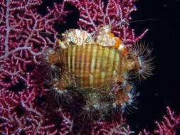 Image of Banded eyestalk hermit crab