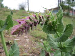 Imagem de Salvia nemorosa L.