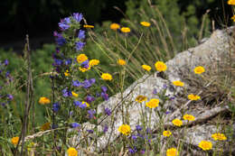 Imagem de Echium vulgare L.